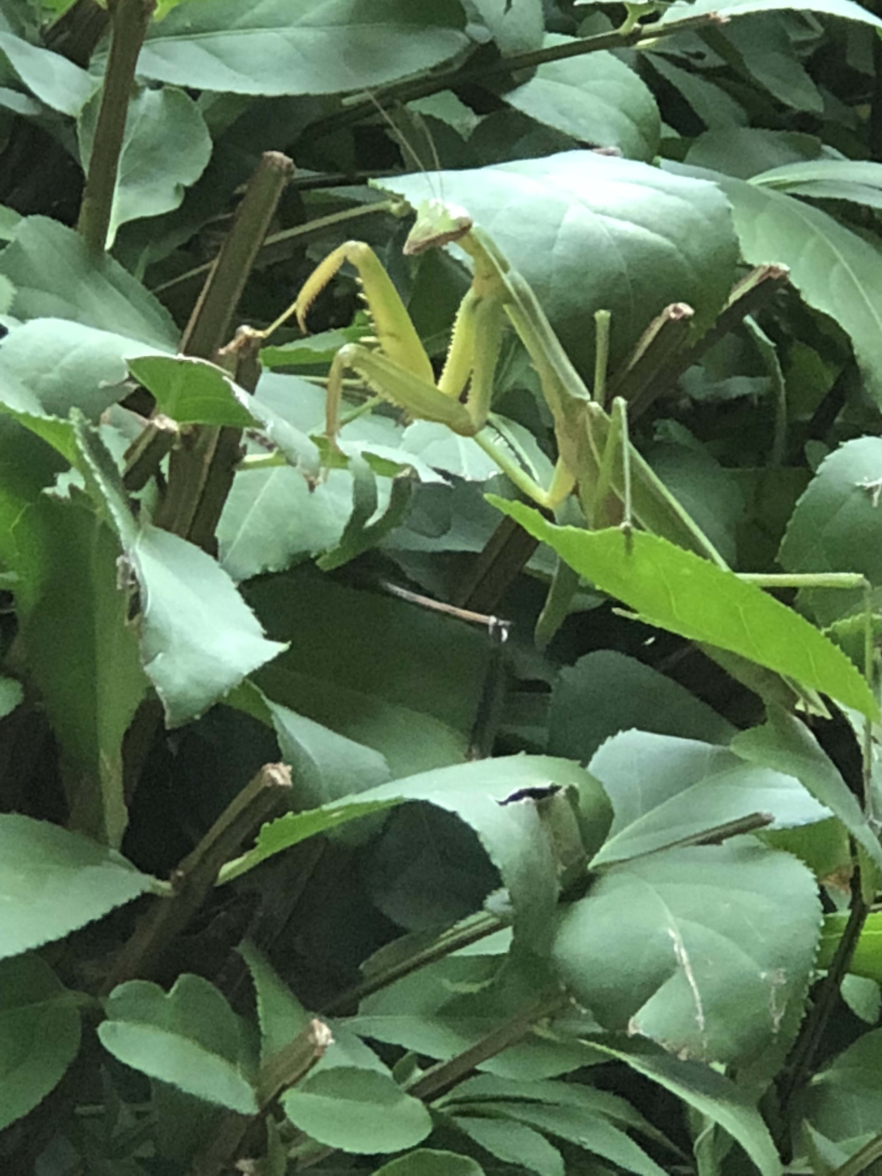 a preying mantis on a bush